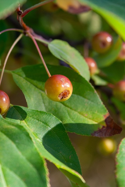 续横向盘带 续横向盘带